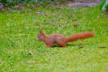 Eichhörnchen