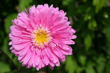 Obraz premium Detail of an aster flower blossom 