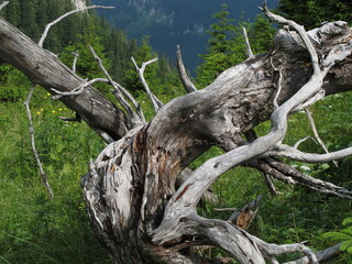 Old dead tree on Nasswaldkamm, Lower Austria, Austria, Europe
