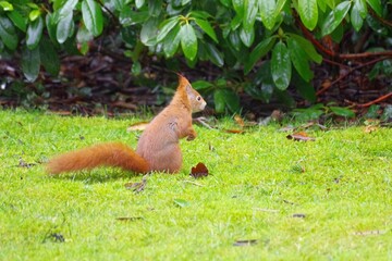 Eichhörnchen
