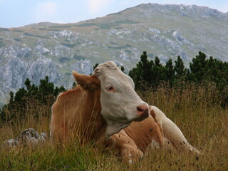 Fototapeta na wymiar Cow on a pasture in Austria, Europe 