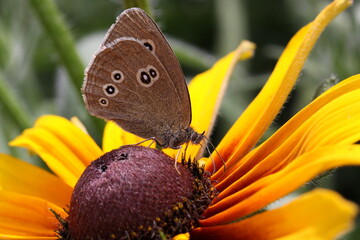 Obraz premium Butterfly Aphantopus hyperantus on a flower in a garden in Austria,Europe 