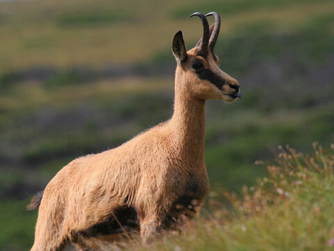 Chamois on the Rax,Austria,Europe
