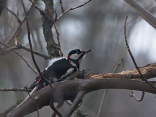 The great spotted woodpecker (Dendrocopos major) on a branch (In Polish: Dzięcioł duży)