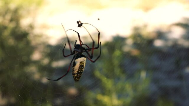 Red legged golden orb weaver spider female - Nephila inaurata madagascariensis, walking on her net, sun over blurred bushes in background, closeup macro detail