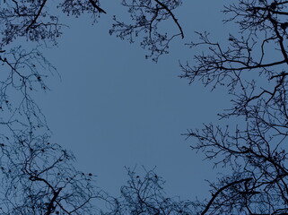 Branches against the sky, bare branches, branches surrounding the sky