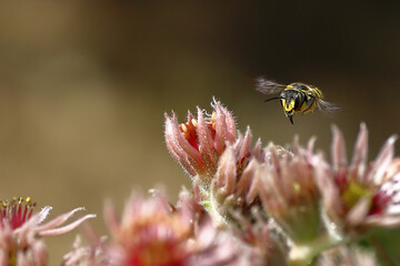 Selective focus shot of a honey bee about to perch on a common houseleek