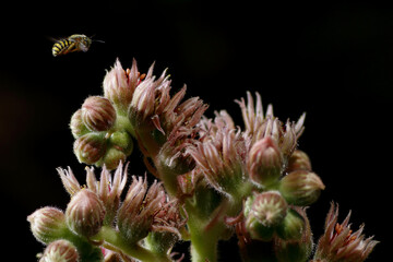 Fototapeta premium Closeup of a bee flying over a common houseleek flowering plant in the black background