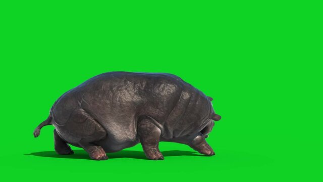 Hippopotamus Attack Green Screen 3D Rendering Animal Animation 4K