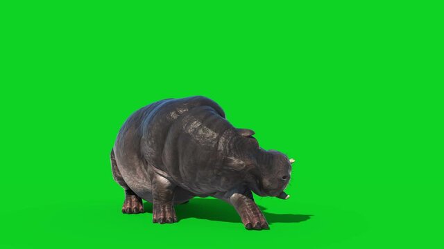 Hippopotamus Attack Green Screen Front 3D Rendering Animal Animation 4K
