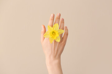 Female hand with narcissus on color background