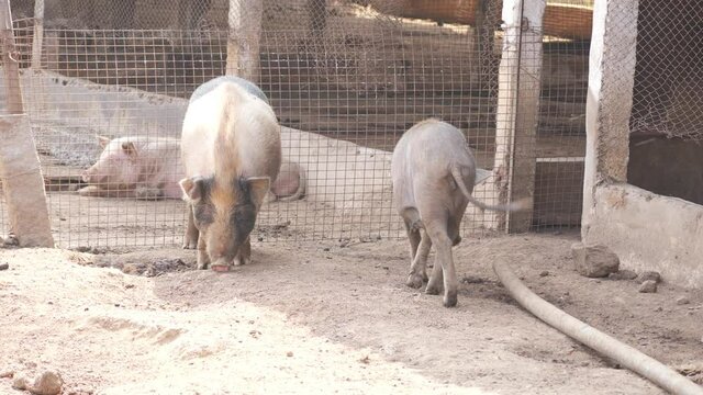 View of pigs in pigsty, Pigs in a pigsty shelter of pigs