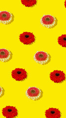Creative pattern made with red gerbera flowers on yellow background. Minimal summer or spring blossom floral concept. Flat lay, top view.