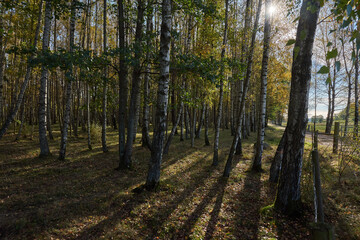 A forest with birch trees and a fence and the sun creates backlight and shadows
