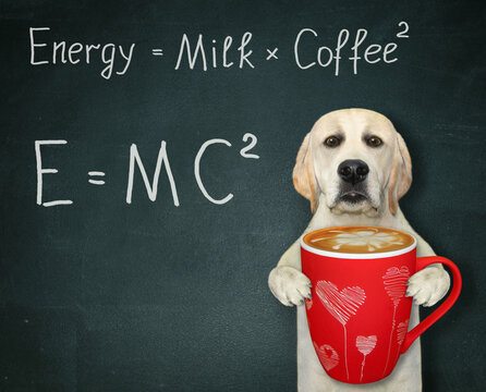 A dog at a school blackboard with funny formulas holds a red cup of coffee. White background. Isolated.
