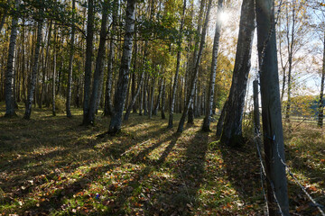 A forest with birch trees and a fence and the sun creates backlight and shadows