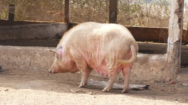 Close shot of old female pig in pigsty, View of old sow in pigsty
