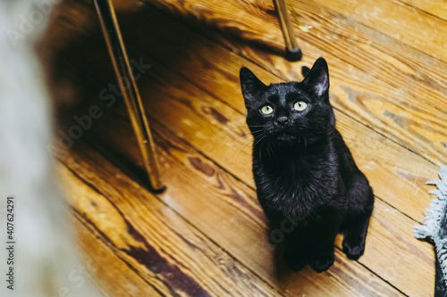 Chaton Noir Aux Yeux Jaune A La Maison Wall Mural Wallpaper Murals Picsart Chaton Noir Aux Yeux Jaune A La Maison Wall Mural Wallpaper Murals Picsart