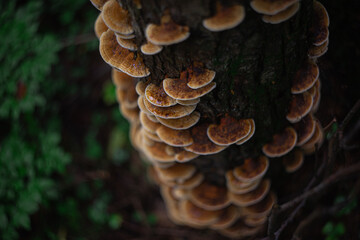 Mushrooms on the tree