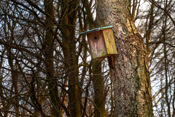 A wooden bird house with a little moss on a birch tree in a forest