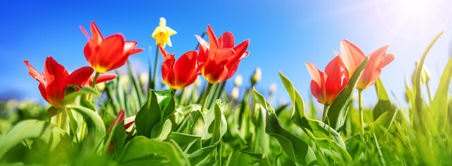 Red tulips in flowerbeds in the garden in spring