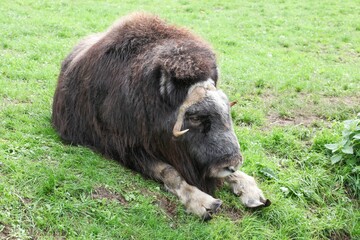 Muskox in a field