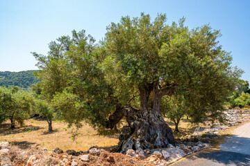 Old, big and gnarled olive tree in sunlight, Zakynthos, Greece
