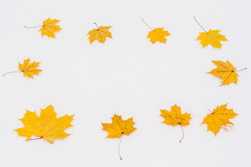 Dry yellow maple leaves on white snow