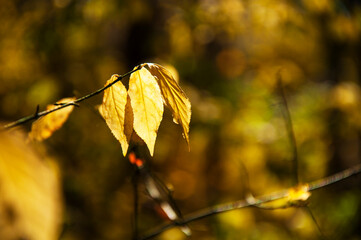 Obraz premium branch with autumn yellow leaves on a blurred background. High-quality photo
