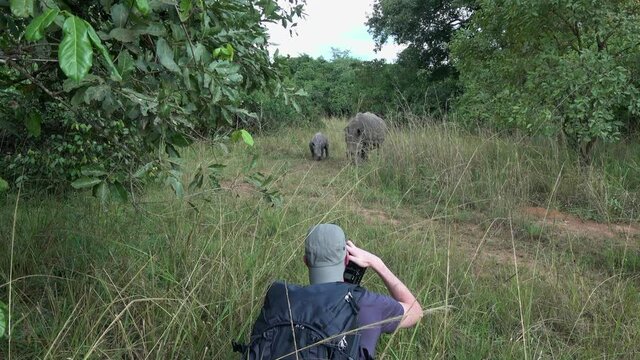 Photographer photographing an adult white rhino (Ceratotherium simum) with an juvenile in a rhino sanctuary.