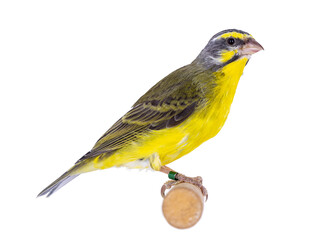 Yellow fronted canay aka Crithagra mozambica bird. Isolated on a white background. Sitting on wooden stick.