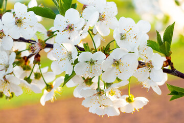 White cherry flowers in the garden on a sunny day
