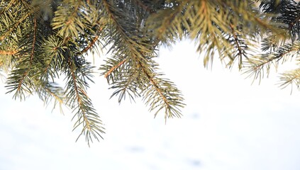 Spruce branches frosted blurred background, copy space, Christmas tree in winter garden for background