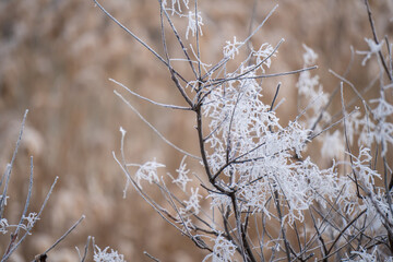 frozen Tree Branch In The Winter