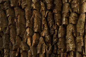 background from the texture of the bark of an old oak. High quality photo