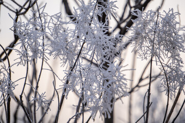 frozen Tree Branch In The Winter