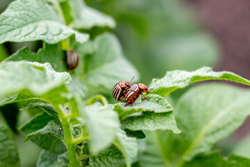 Mating Colorado potato beetles on a green potato leaf