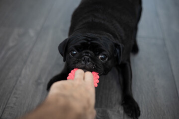 portrait of a black pug dog, in profile