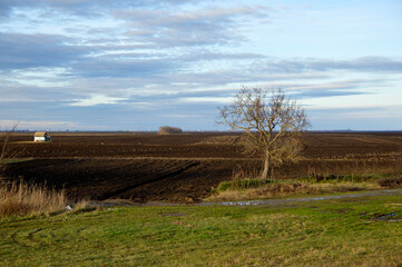 rural landscape in dry winter in Vojvodina