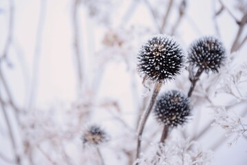 Echinacea and hydrangea frozen flowers in winter garden blurred background, hoarfrost and snow
