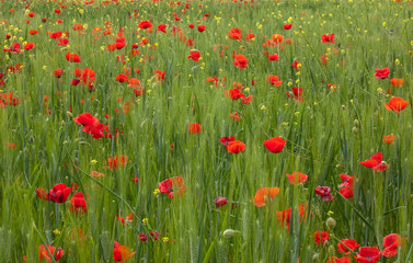 field of red poppies