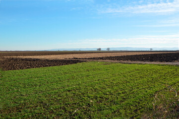 rural landscape in dry winter in Vojvodina