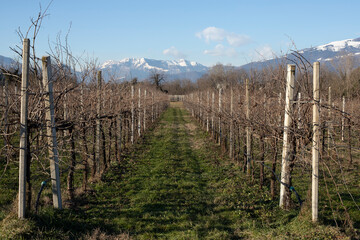Obraz premium Vineyards landscape in a sunny winter day.