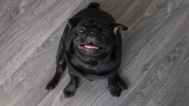 portrait of a black pug dog, in profile