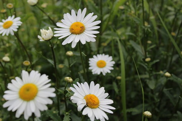 Flowers on the postcard daisy garden pharmacy is large plano on the side or top with small yellow petals and yellow bright middle with a copyspace