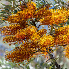 Silky Oak