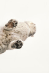 Cute grey cat on glass surface, bottom view