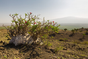 Flowering desert rose on a hill in the Lake Natron Area, Tanzania