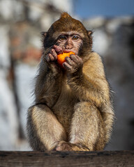 Baby Macaque devouring fruit