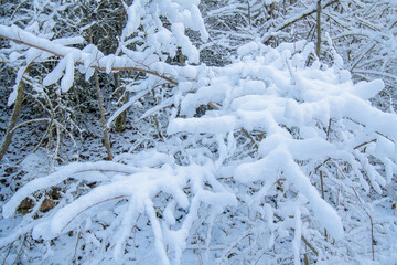 snowy branches and brambles in the background